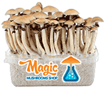 Mushroom Grow Kit