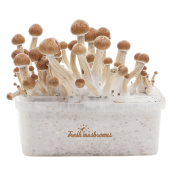 Amazonian XP Fresh Magic Mushrooms Grow Kit 