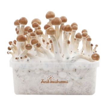 B+ XP | Fresh Magic Mushrooms Grow Kit 