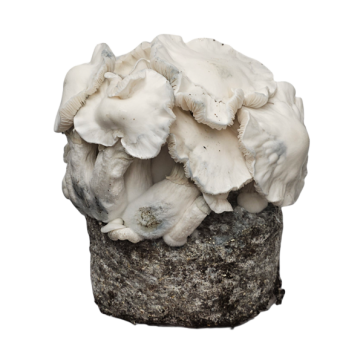 Jack Frost Grow Kit