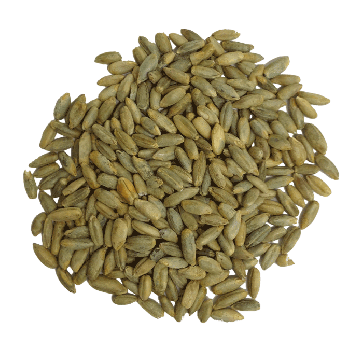 Rye Grain 100% organic