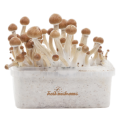 FreshMushrooms Amazonian XP Magic Mushrooms Grow Kit
