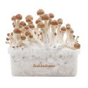 FreshMushrooms B+ XP Magic Mushrooms Grow Kit