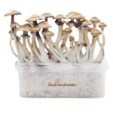 FreshMushrooms Golden Teacher XP Magic Mushrooms Grow Kit