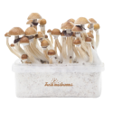 FreshMushrooms Mckennaii XP Magic Mushrooms Grow Kit