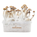 FreshMushrooms Mexican XP Magic Mushrooms Grow Kit 