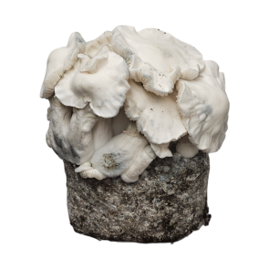 Jack Frost Grow Kit
