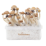 McKennaii XP | Fresh Magic Mushrooms Grow Kit